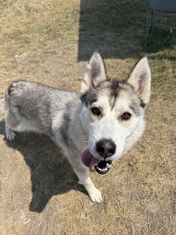 Shasta