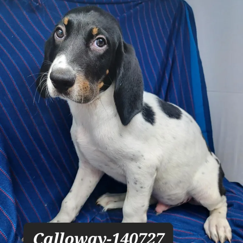 A baby small-sized male Hound dog named Calloway for adoption in New Tazewell, TN