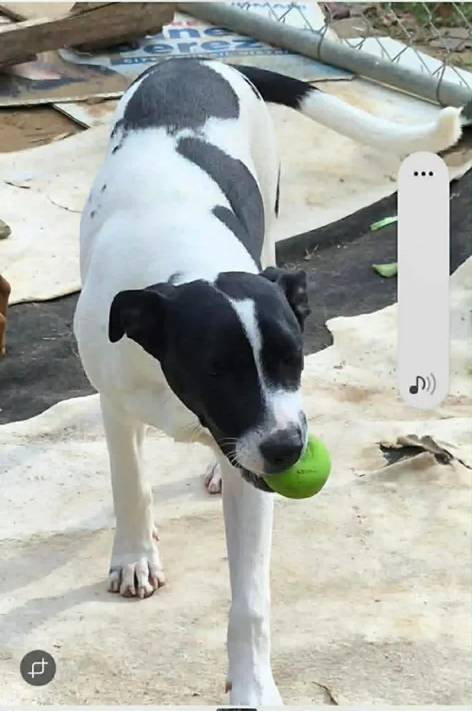 Domino thumbnail 3