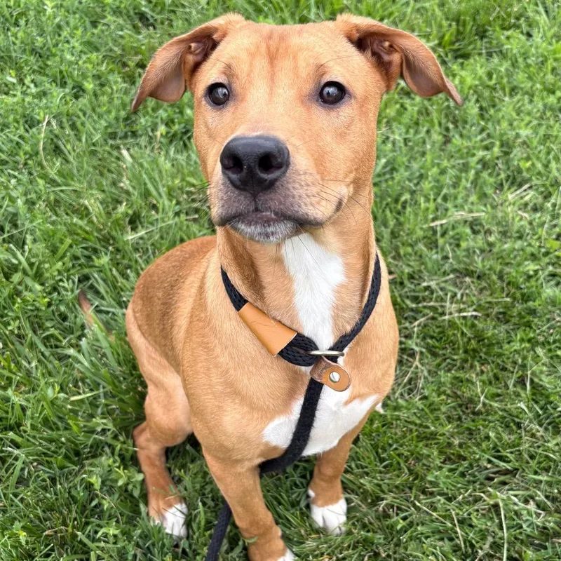 A young medium-sized male Brown / Chocolate Mixed Breed dog named Archie for adoption in St Joseph, MO