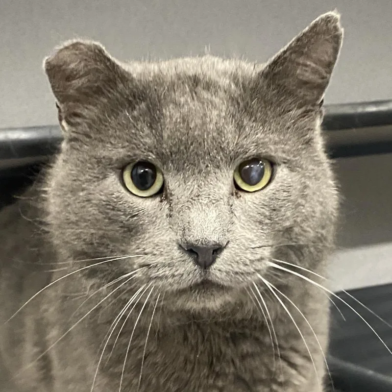 An adult extra large-sized male Gray / Blue / Silver Domestic Short Hair cat named Sheriff for adoption in Sheridan, WY