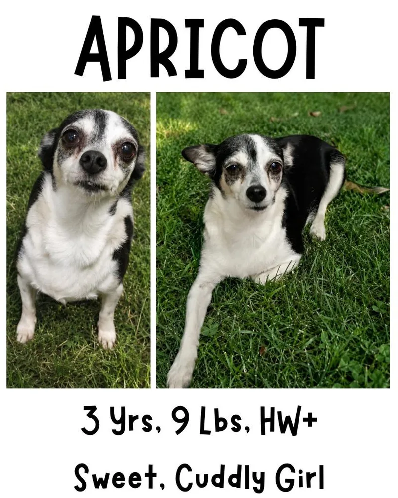 An adult small-sized female Chihuahua dog named Apricot for adoption in Albany, GA