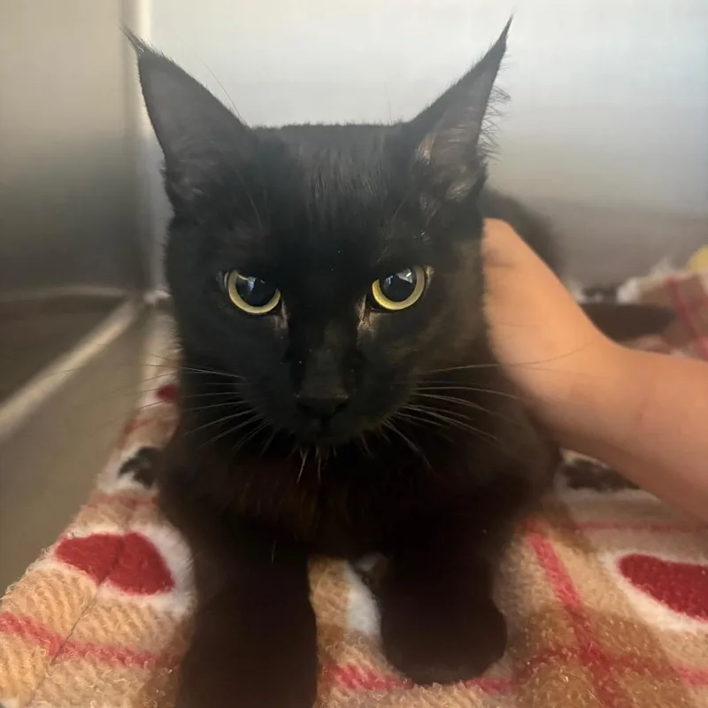 A young medium-sized male Black Domestic Short Hair cat named Fruit Loops for adoption in Grass Valley, CA