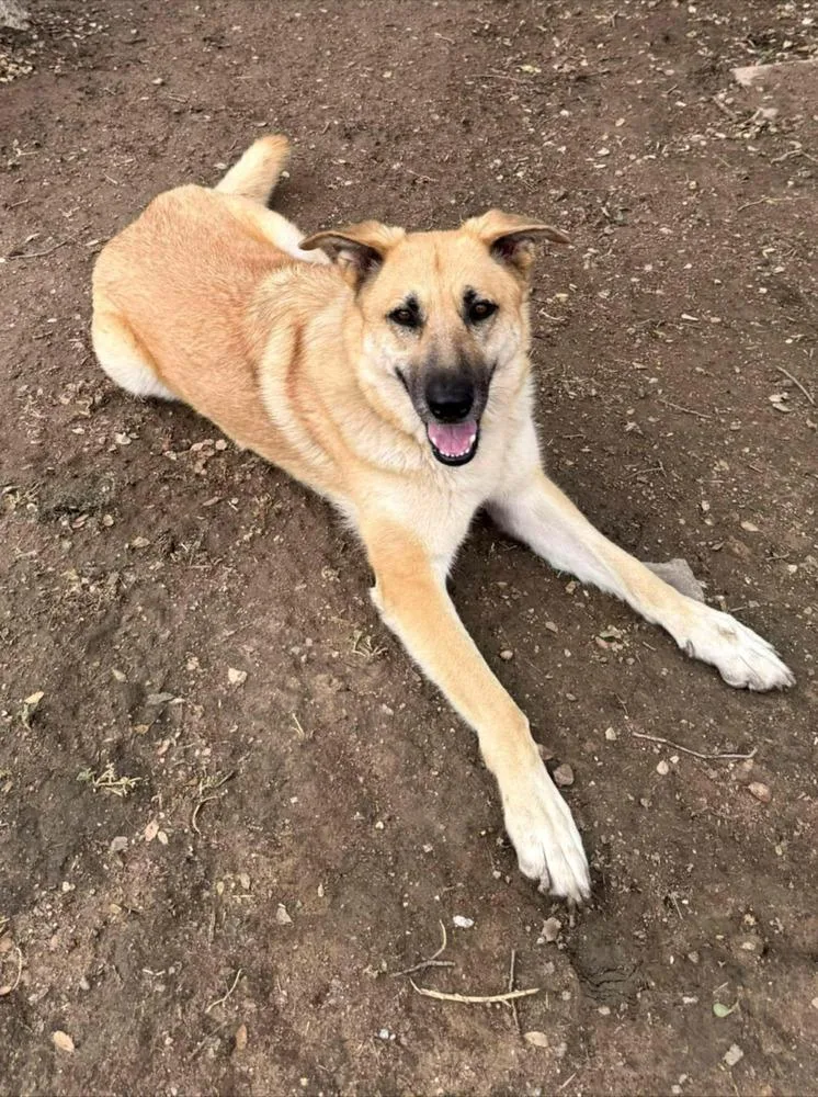 An adult large-sized female Apricot / Beige Pumi dog named Heidi for adoption in Santa Clarita, CA