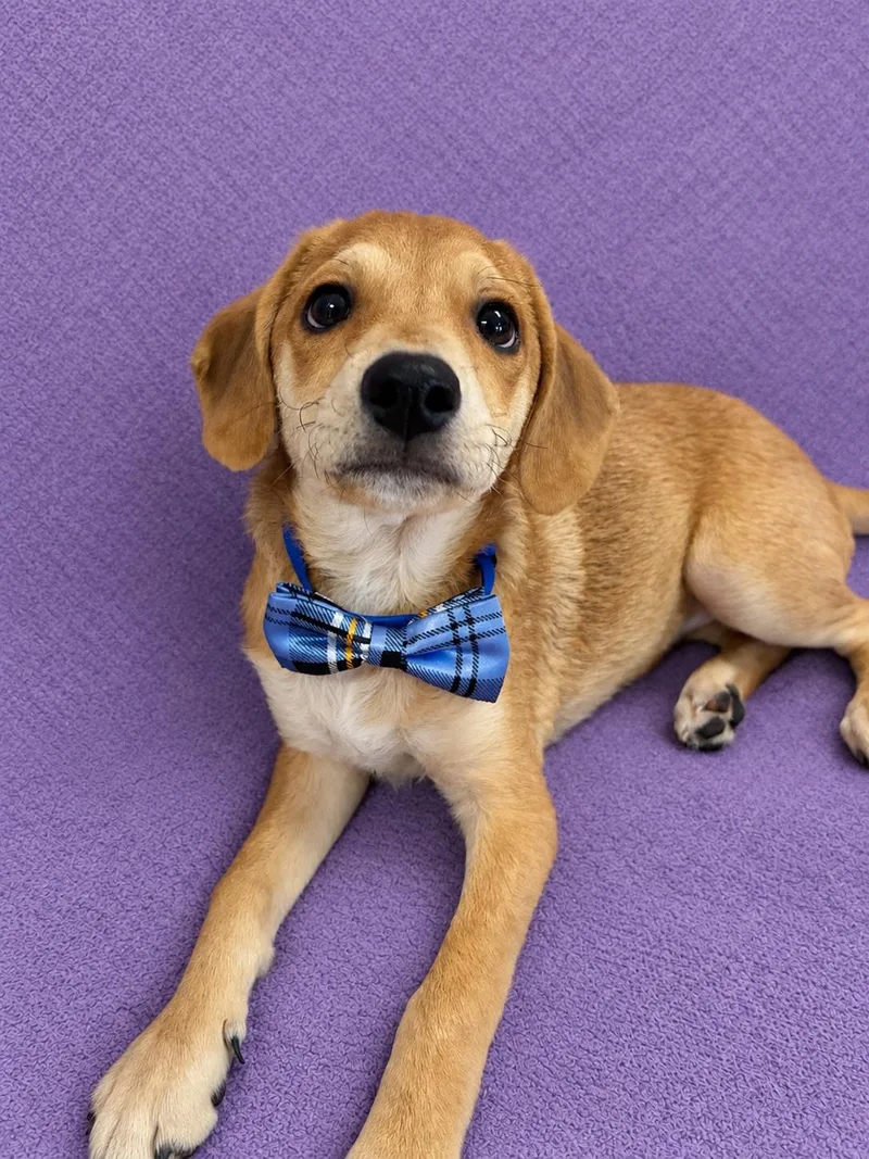 A baby small-sized male Yellow / Tan / Blond / Fawn Beagle dog named Andy for adoption in Lodi, CA