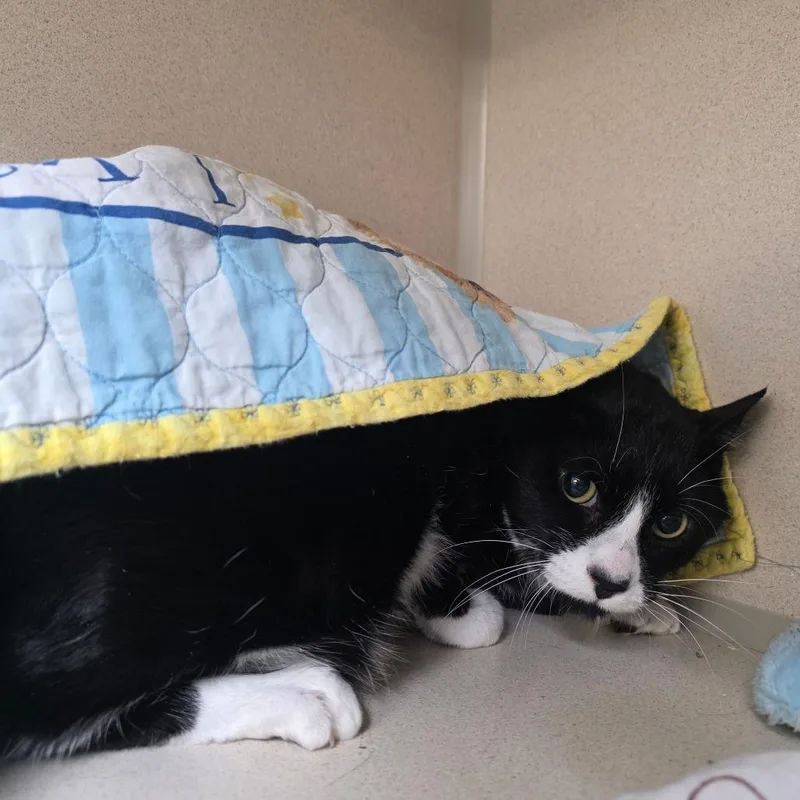 An adult extra large-sized male Black Domestic Short Hair cat named Pinto for adoption in Great Falls, MT