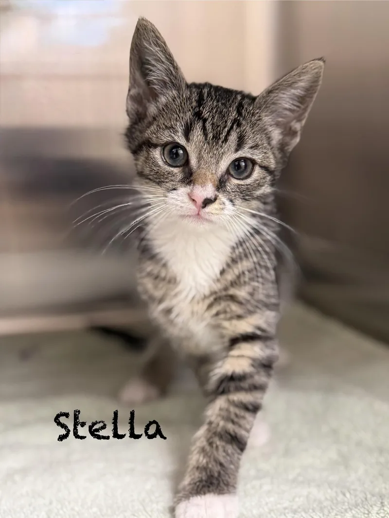 Stella