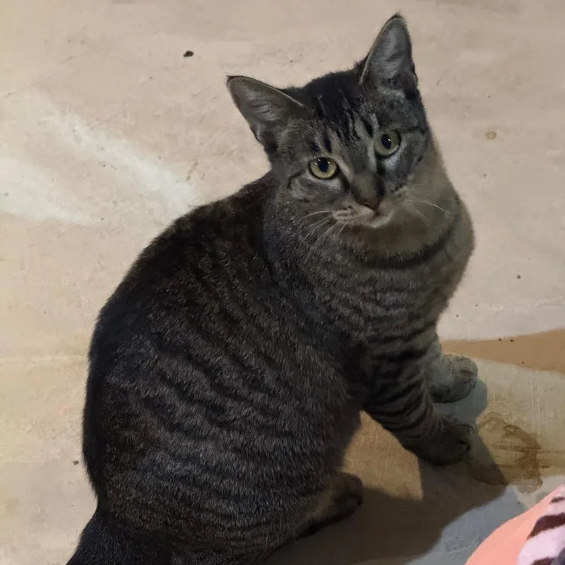 A young small-sized female Brown / Chocolate Domestic Short Hair cat named Ms Norbury for adoption in Buffalo, MN