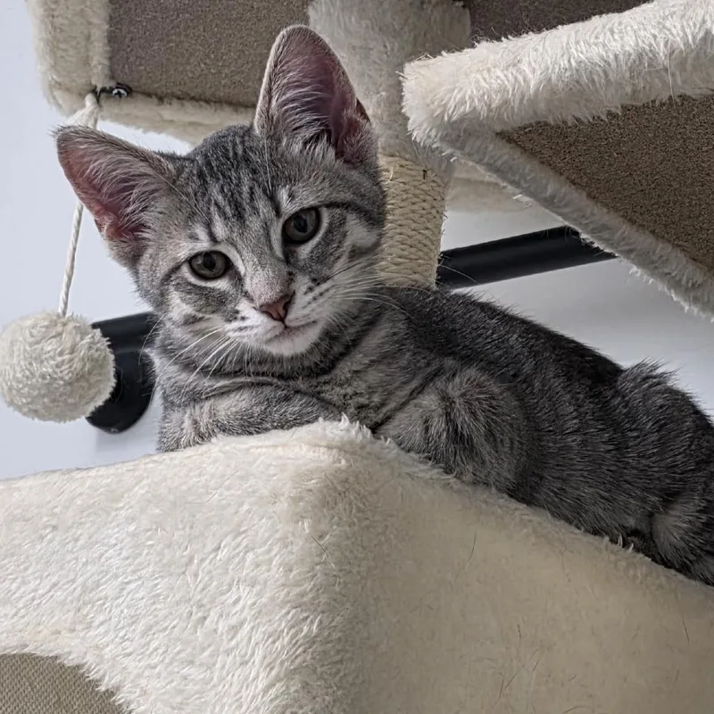 A baby small-sized female Gray / Blue / Silver Domestic Short Hair cat named Gilly for adoption in Jessup, MD