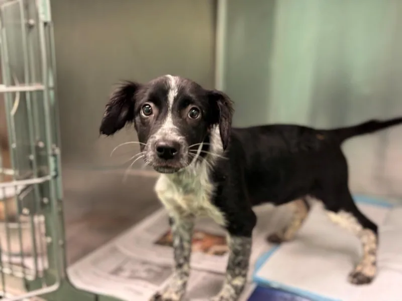 A baby small-sized female Australian Shepherd dog named Ashley for adoption in Houston, TX