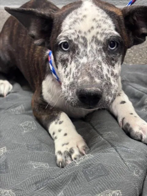 A baby small-sized female Pit Bull Terrier dog named Freckles for adoption in Las Vegas, NV