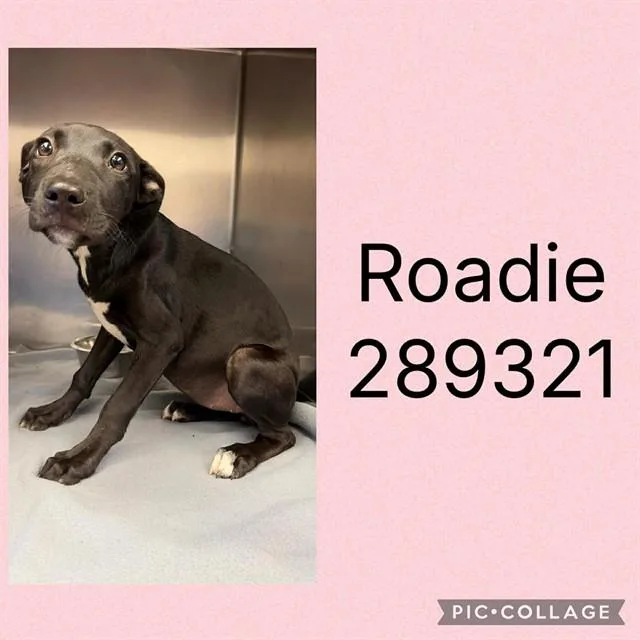 A baby small-sized female Mixed Breed dog named Roadie for adoption in Macon, GA