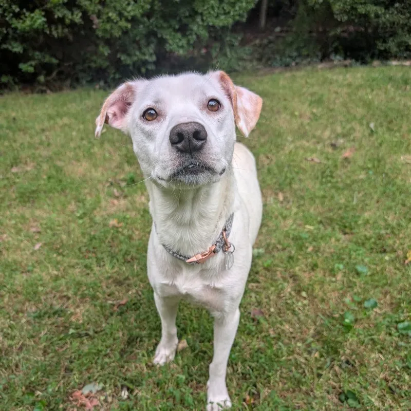An adult medium-sized female White / Cream Labrador Retriever dog named Macee for adoption in Fairfax, VA