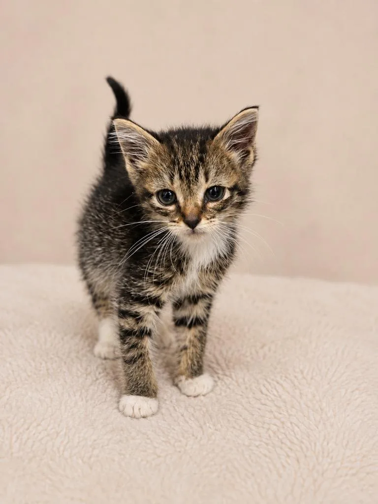 A baby small-sized female Tabby (Brown / Chocolate) Domestic Short Hair cat named Ant for adoption in Winnsboro, SC