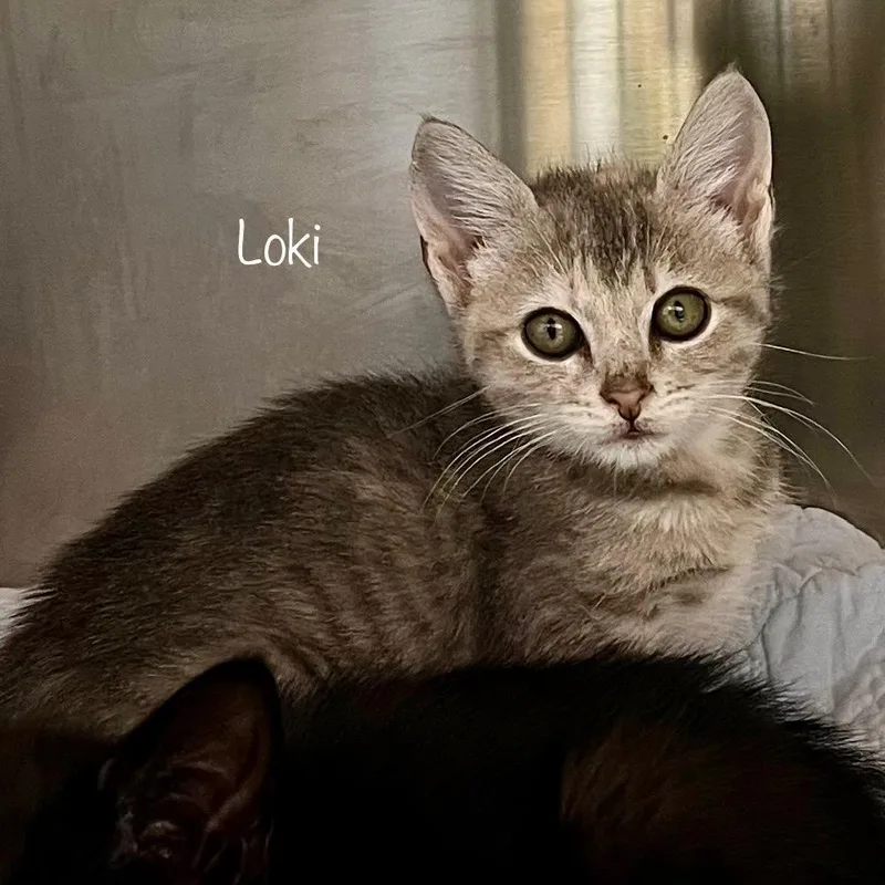 A baby small-sized female Gray / Blue / Silver Domestic Short Hair cat named Loki for adoption in Madisonville, TN
