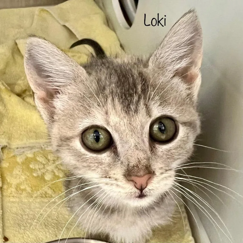Loki thumbnail 3