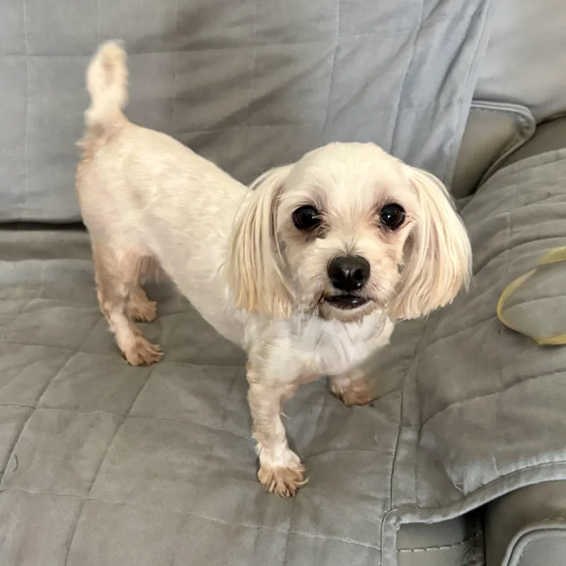 An adult small-sized male Yellow / Tan / Blond / Fawn Maltese dog named Brenden Aaronson for adoption in Broken Arrow, OK
