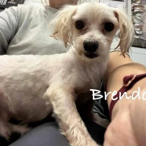 Brenden Aaronson thumbnail 4