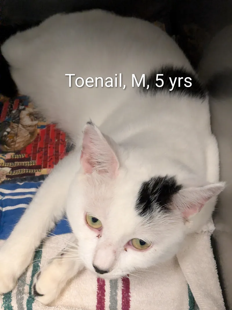 An adult medium-sized male White Domestic Short Hair cat named Toenail for adoption in Bedford, VA