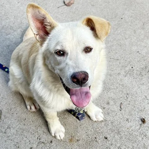 A young medium-sized male White / Cream Mixed Breed dog named Clancy for adoption in Buffalo, MN