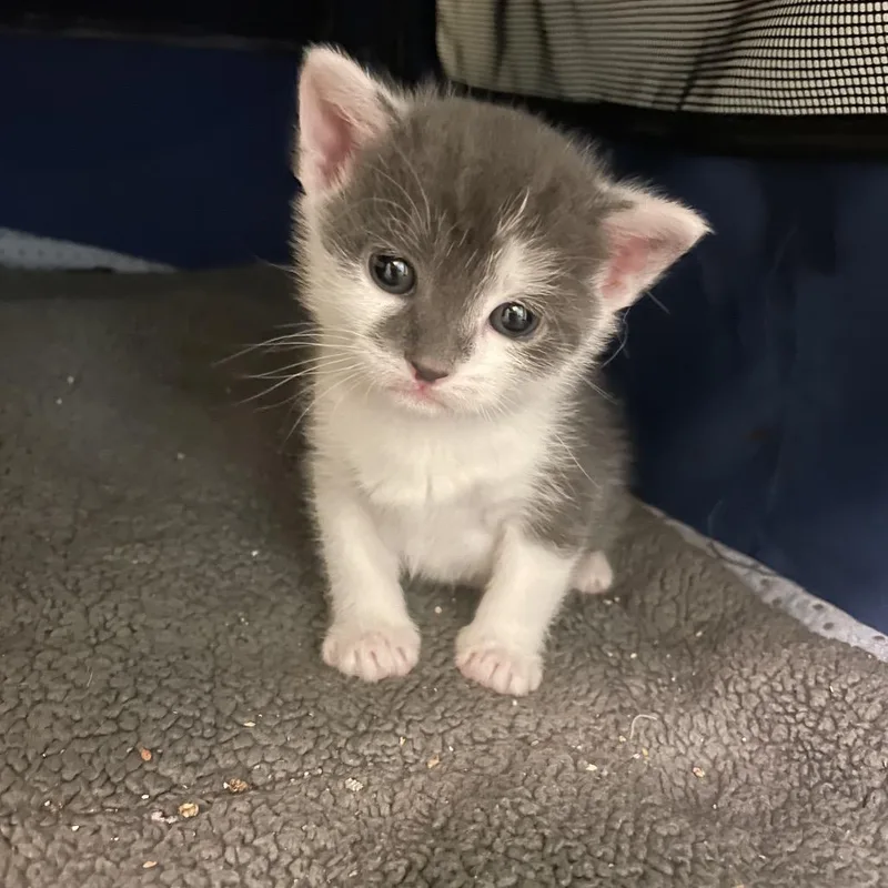 Fergus