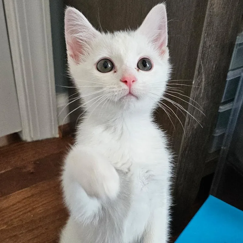 A baby small-sized male Domestic Short Hair cat named Aang for adoption in Fairfax, VA