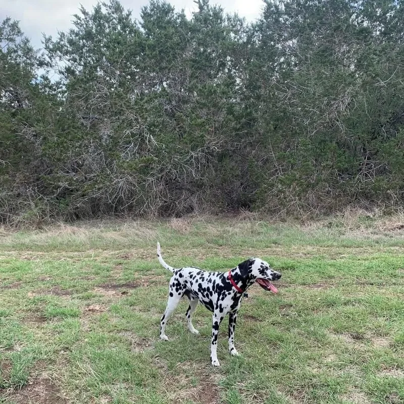 Ollie thumbnail 2
