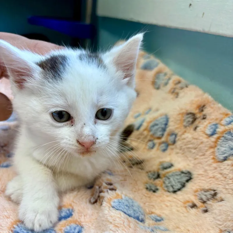 A baby small-sized male White Domestic Medium Hair cat named Rukus for adoption in New Fairfield, CT