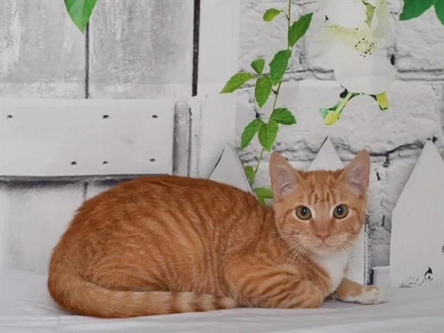 A baby small-sized female Domestic Short Hair cat named Meeko for adoption in Oroville, CA