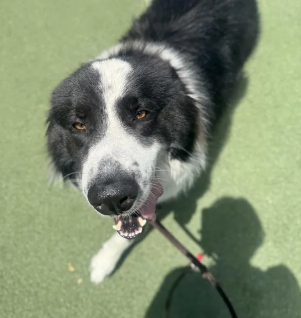 An adult large-sized male Great Pyrenees dog named Buddy for adoption in Oceanside, CA
