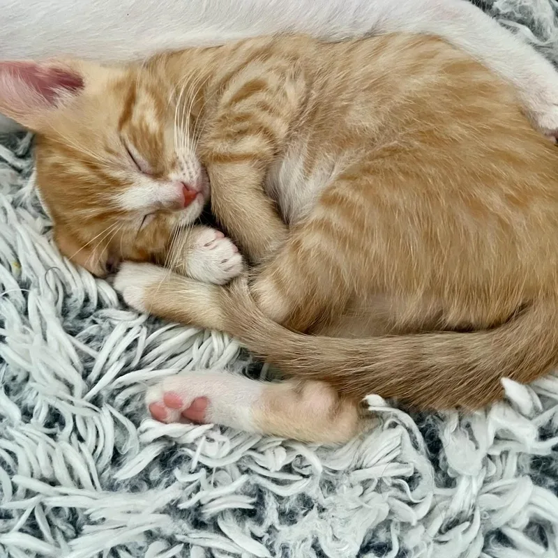 A baby small-sized male Orange & White Domestic Short Hair cat named Tony for adoption in Boca Raton, FL
