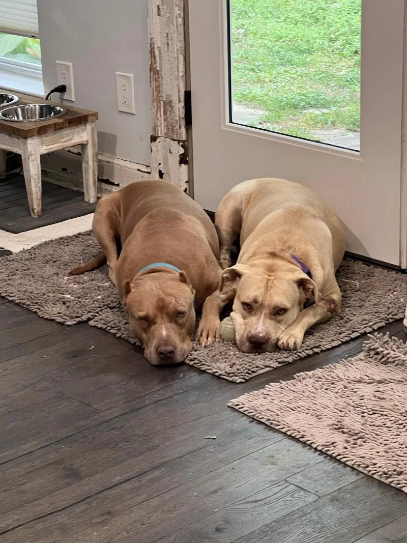 A young medium-sized female Golden Pit Bull Terrier dog named Juno Butterbean Bestie Babe for adoption in Friendswood, TX