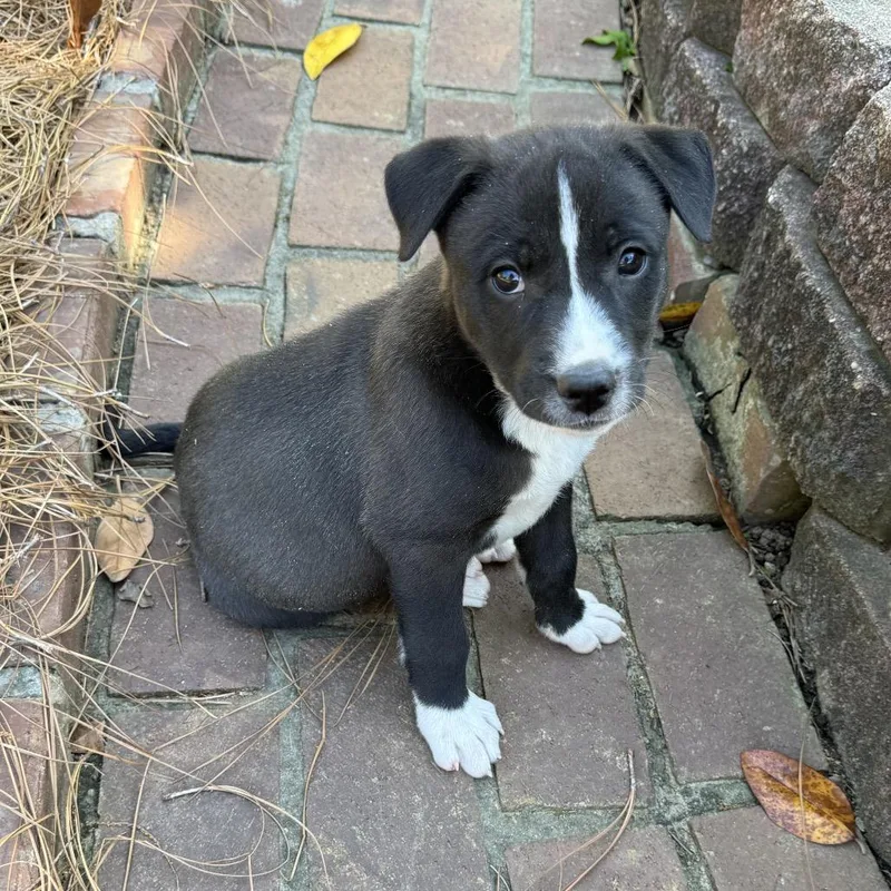 A baby medium-sized female Black Labrador Retriever dog named Mama Bear for adoption in Brownsboro, AL