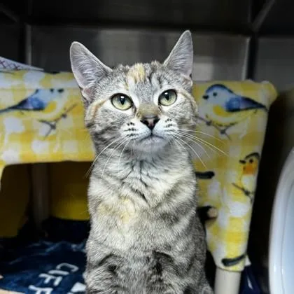 A young small-sized female Domestic Short Hair cat named Listen Linda for adoption in Wheaton, IL