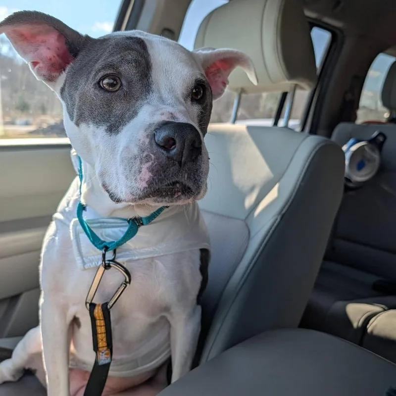 A senior medium-sized female Mixed Breed dog named Wren for adoption in Clarksville, TN