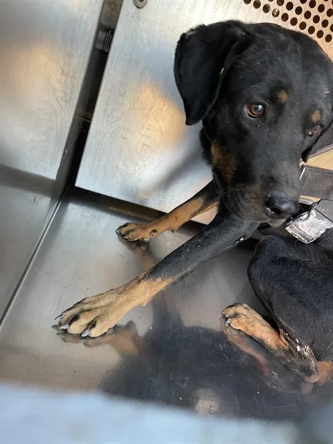 A young large-sized male Rottweiler dog named Kevin for adoption in Tucson, AZ