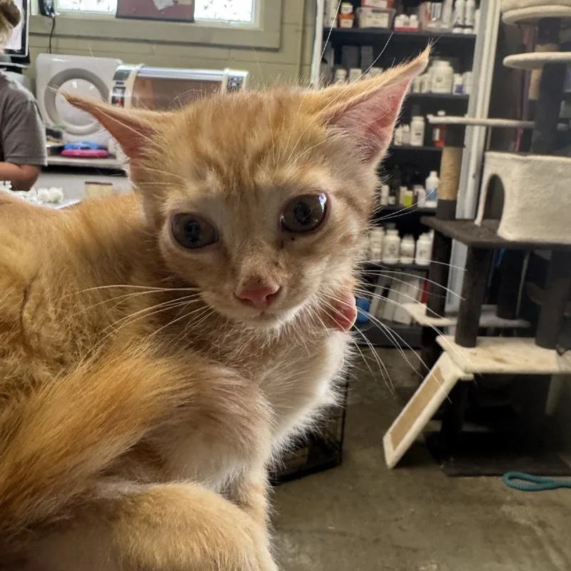 A baby small-sized male Orange / Red Domestic Short Hair cat named Graham for adoption in Columbus, NC