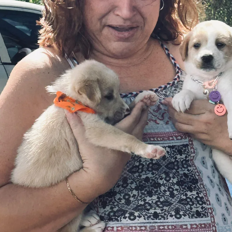 A baby medium-sized female Golden Retriever dog named MOLLY  . lb for adoption in New York, NY