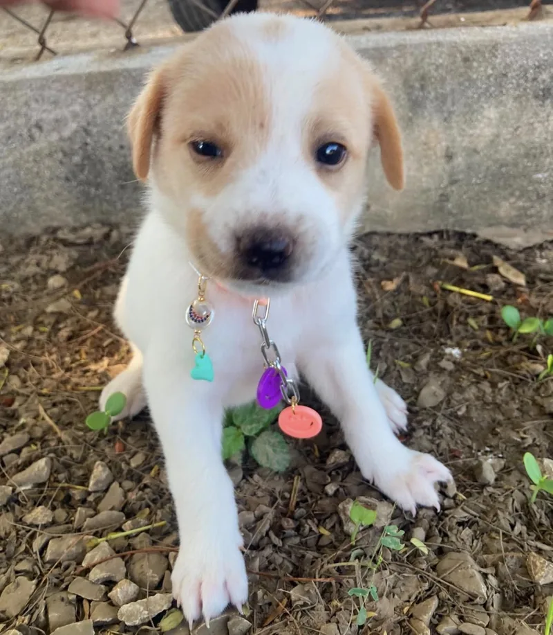 MOLLY  . lb thumbnail 6