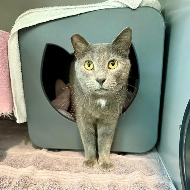 A young medium-sized male Domestic Short Hair cat named Echo for adoption in Leesburg, VA