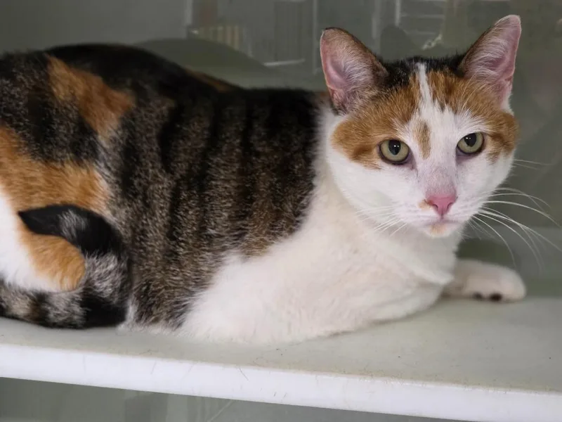 An adult small-sized female Domestic Short Hair cat named Cinnamon for adoption in Carthage, MO