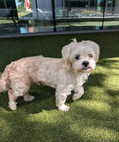An adult small-sized male Maltese dog named Cooper for adoption in San Martin, CA