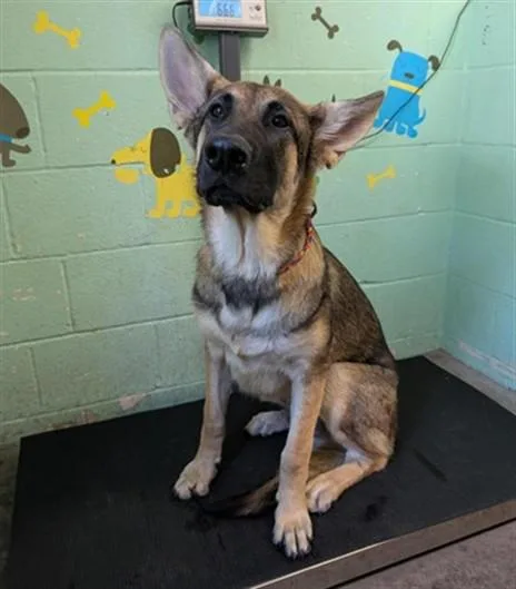 A young small-sized male German Shepherd Dog dog named Dumbo for adoption in Sacramento, CA