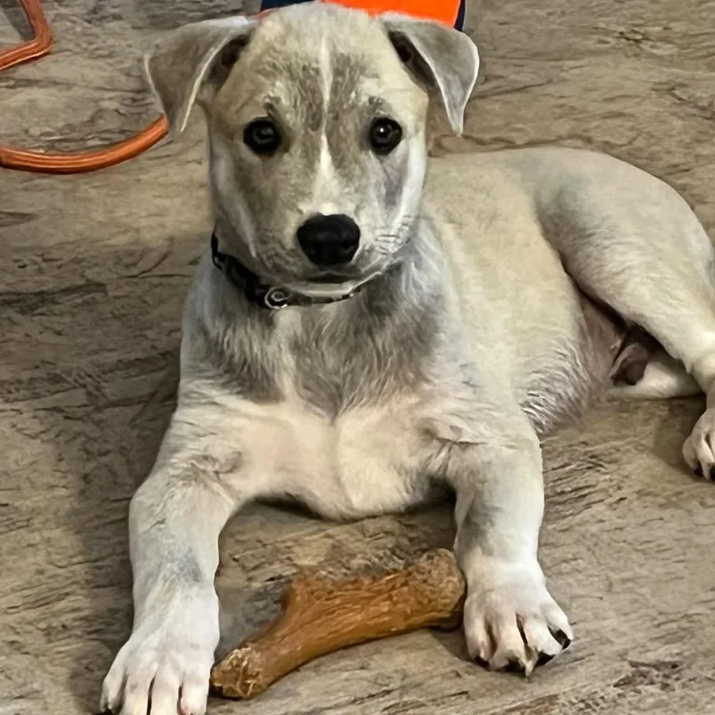 A baby small-sized male Yellow / Tan / Blond / Fawn Mixed Breed dog named Joffrey for adoption in West Olive, MI