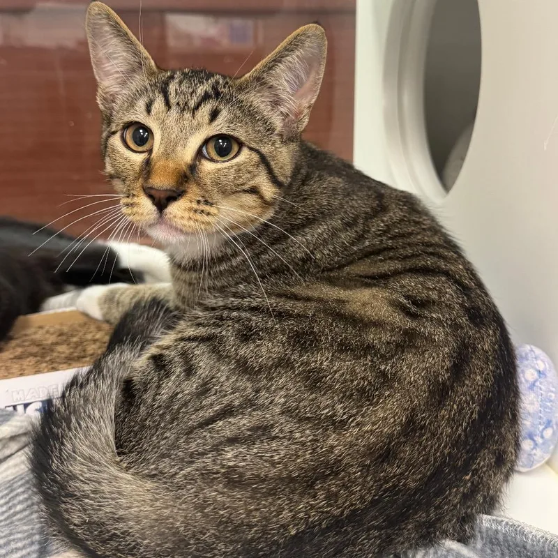 A baby medium-sized male Gray / Blue / Silver Domestic Short Hair cat named Gossamer for adoption in West Palm Beach, FL