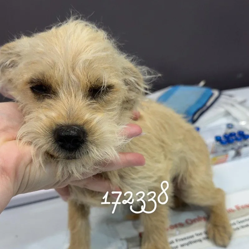 A young small-sized male Dachshund dog named Domino for adoption in Chico, CA