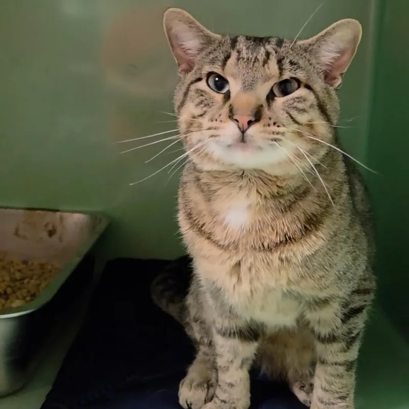 An adult medium-sized male Brown / Chocolate Domestic Short Hair cat named Outtie for adoption in Normal, IL