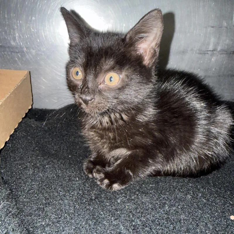 A baby small-sized female Domestic Short Hair cat named Sally for adoption in Troy, VA