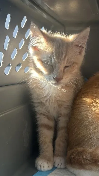 A baby small-sized male Domestic Short Hair cat named Erling Haaland for adoption in West Chester, PA