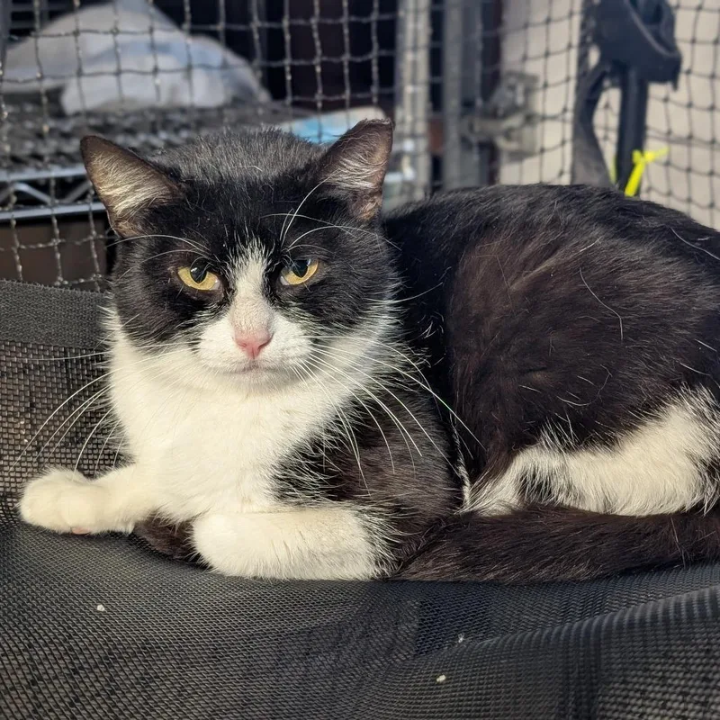 An adult small-sized female Black Domestic Short Hair cat named Apple Blossom for adoption in Long Beach, CA